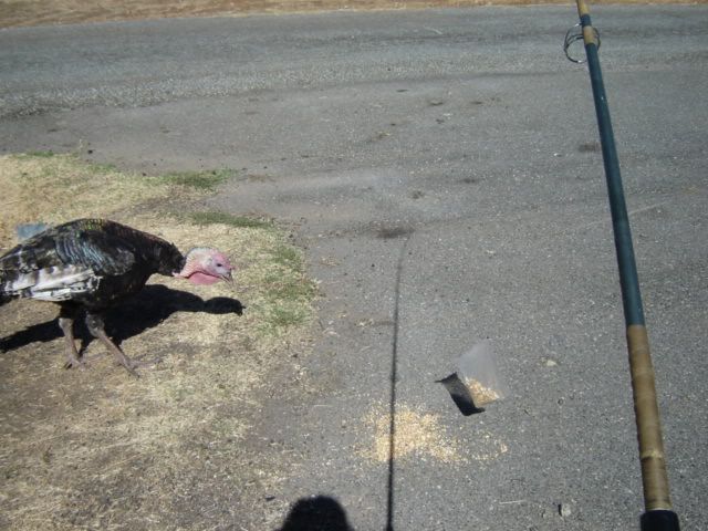 DSC00078.jpg