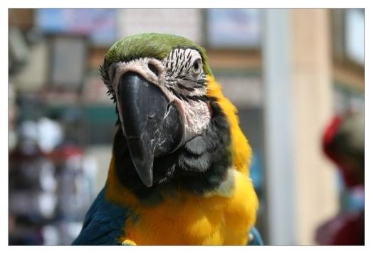 parrot.jpg