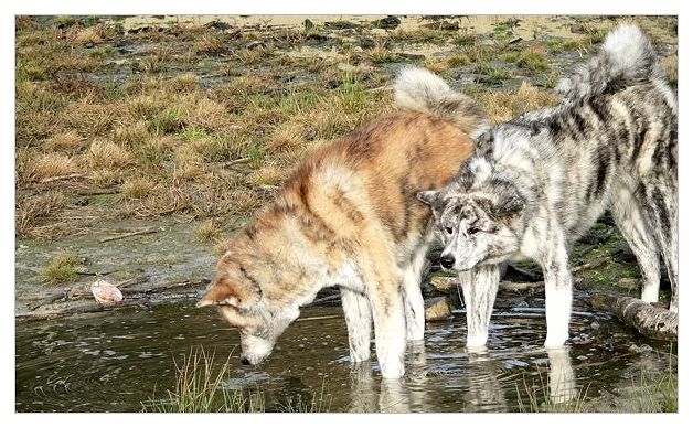 waterhole.jpg