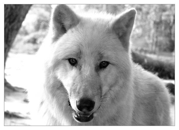 wolf.jpg