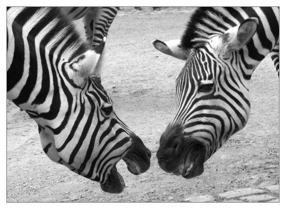 zebra.jpg