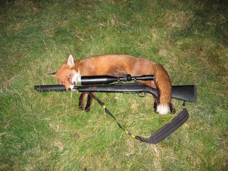fox008.jpg