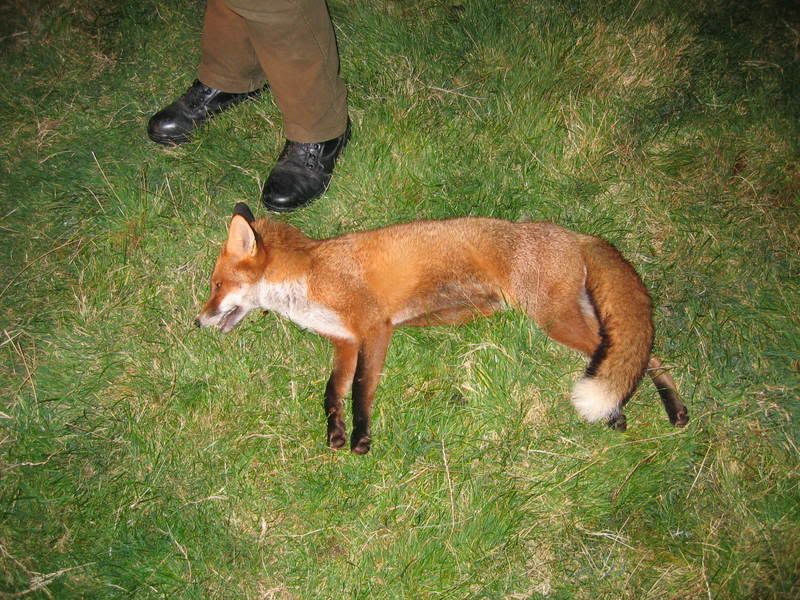 fox009.jpg