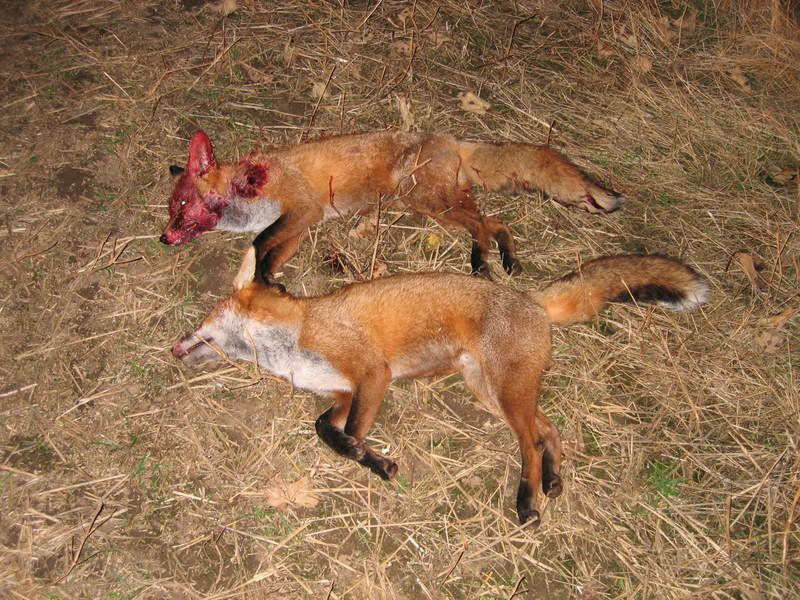 fox010.jpg