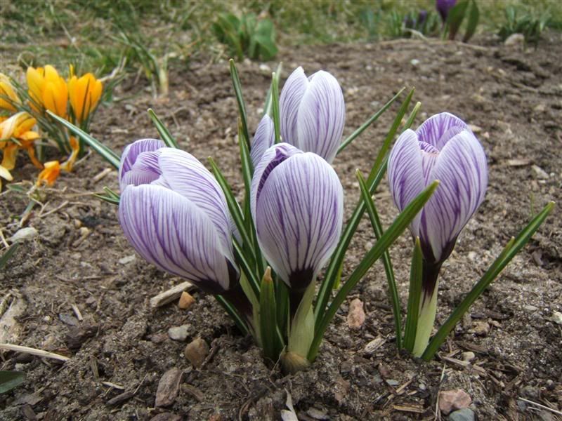 Crocus Stan\'s Pictures, Images and Photos