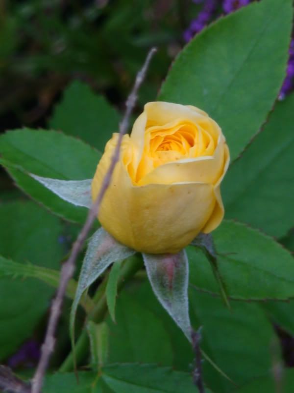 yellow brick road rose Pictures, Images and Photos