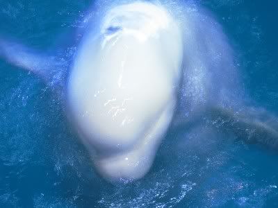 Image hosted by Photobucket.com