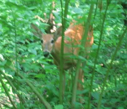 Image hosted by Photobucket.com