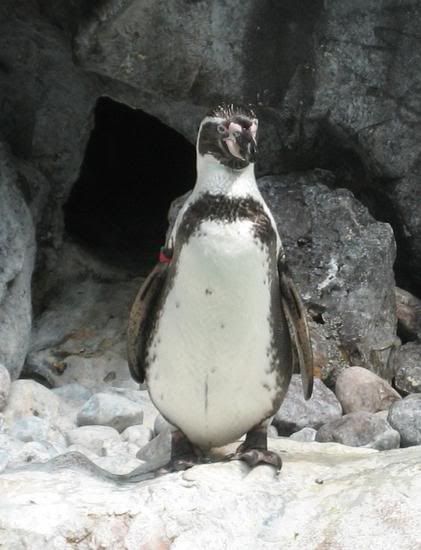 Photo Sharing and Video Hosting at Photobucket