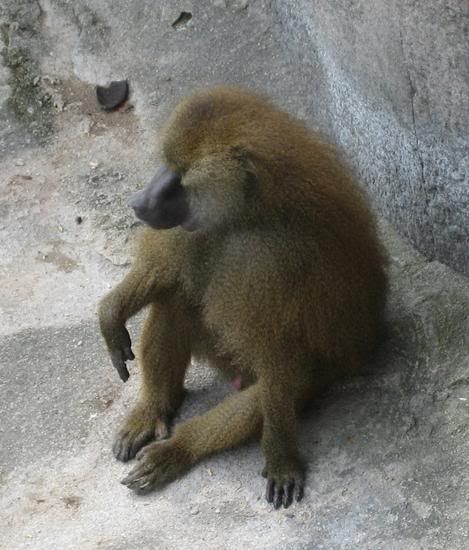 Photo Sharing and Video Hosting at Photobucket