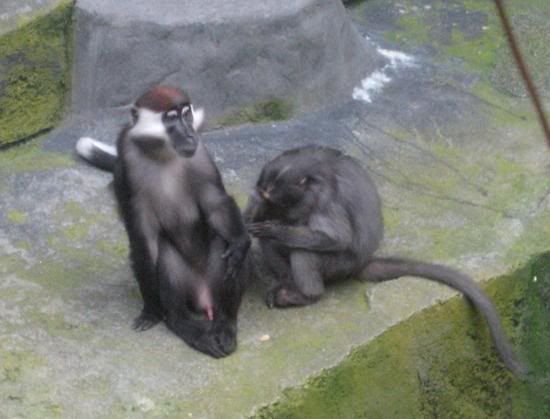 Photo Sharing and Video Hosting at Photobucket