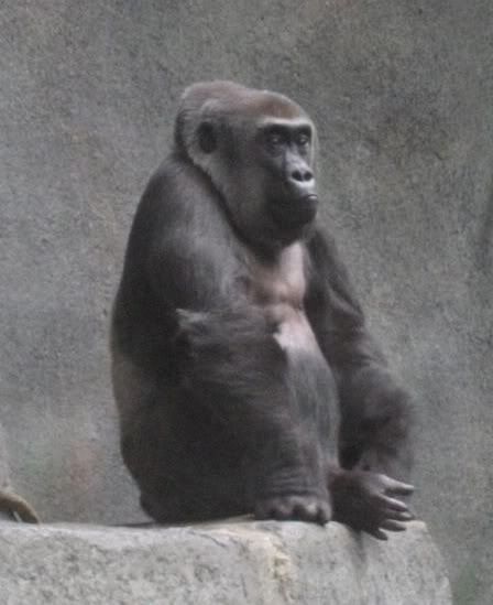 Photo Sharing and Video Hosting at Photobucket