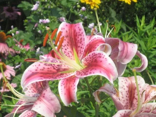 Photo Sharing and Video Hosting at Photobucket