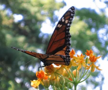 Image hosted by Photobucket.com