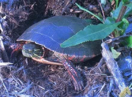 Image hosted by Photobucket.com