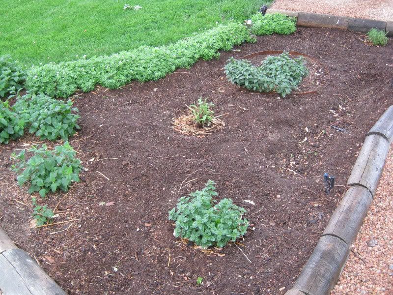 Sphagnum Peat Moss as Mulch