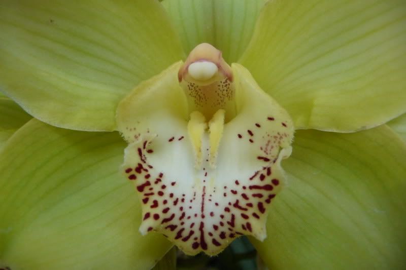 flowers,zoo