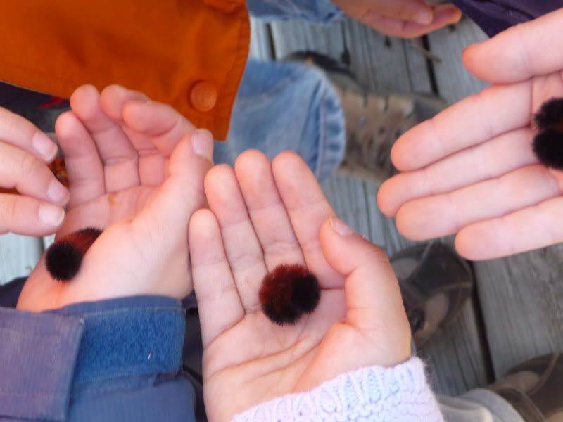 woolly bears