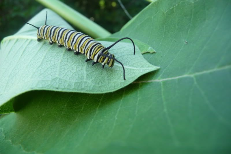 caterpillar,nature,science