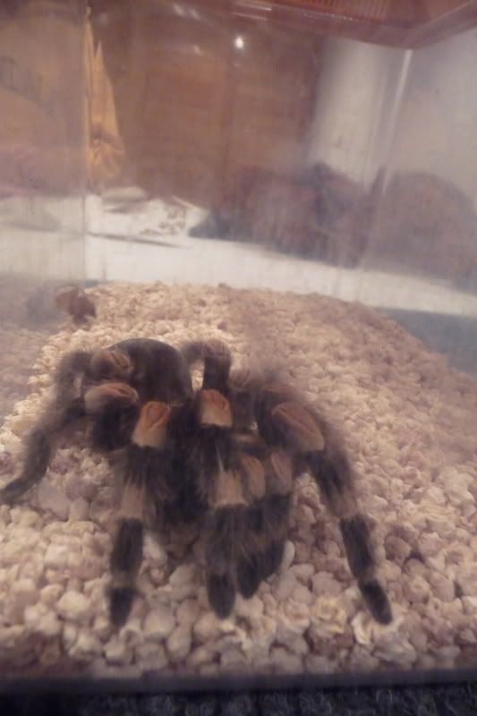 Mexican Red-Kneed Tarantula