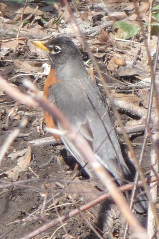 2011,nature,birds