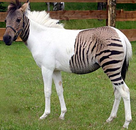  a half-horse-half-zebra he named Ezekiel to give to him on his birthday.