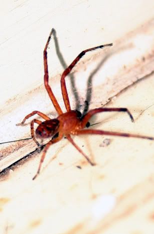 IMAGE: http://i12.photobucket.com/albums/a206/ccarnes/Nature/1a94eb42.jpg