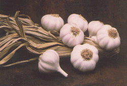 GARLIC