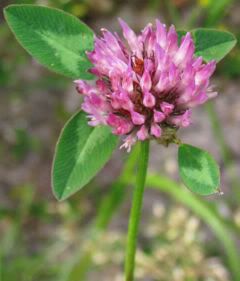 Red Clover Pictures, Images and Photos