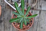 adenium somalense