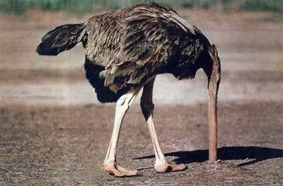 ostrich1.jpg