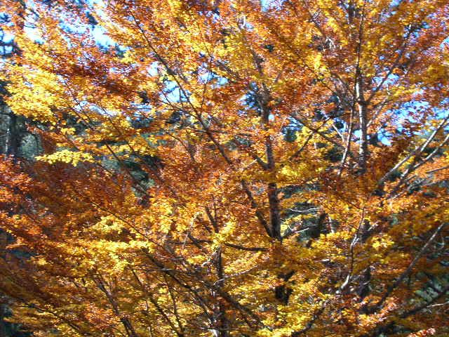 Image hosted by Photobucket.com