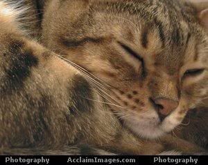 Image hosting by Photobucket