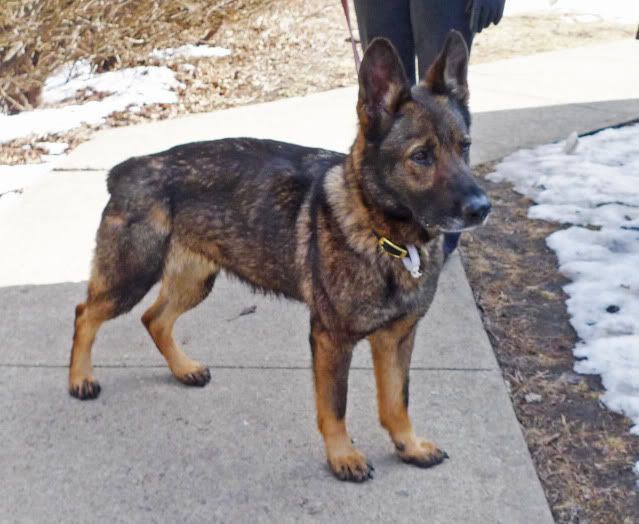 ... Dogs > General Information > Brindle GSDs?Brindle coloring in Shepherd ... Dogs > General Information > Brindle GSDs?Brindle coloring in Shepherd
