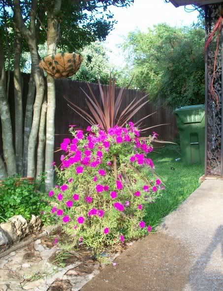 Purple Wave Petunias