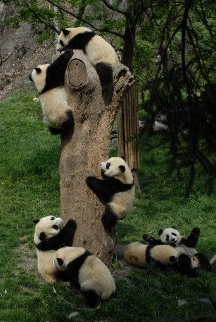 Pandas on tree