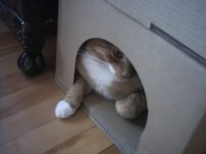 new031.jpg hiding image by jayhayjay