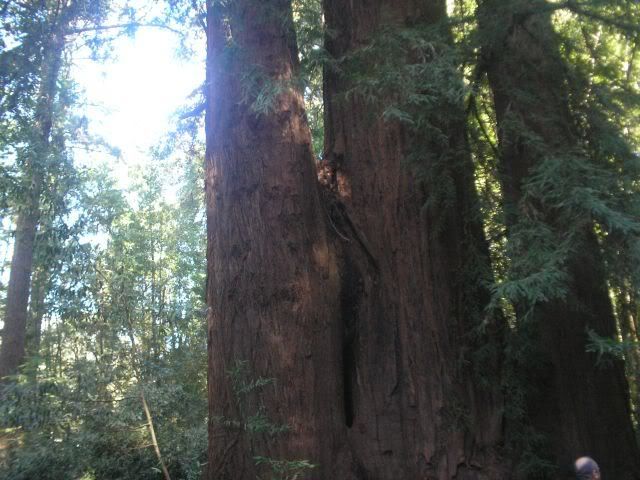 Redwoodtrunk.jpg