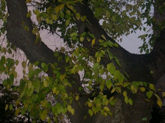 17 de Novembro de 2005