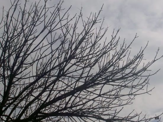 14  de Novembro de 2005