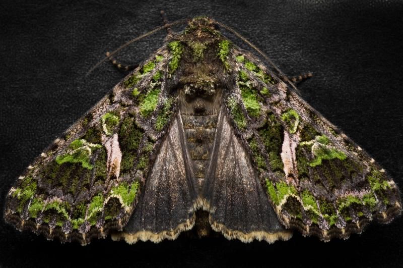  photo orache_moth_by_freezingglare-d79udk4_zps950e59de.jpg