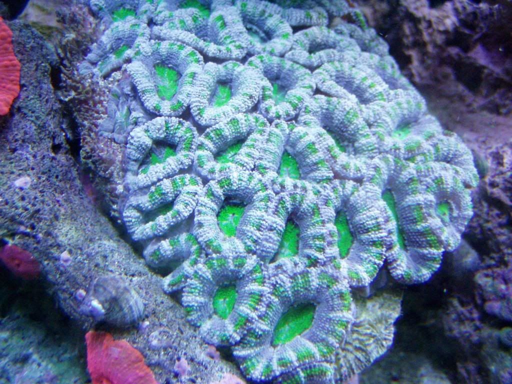 Acan Coral