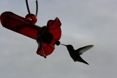 hummer.jpg