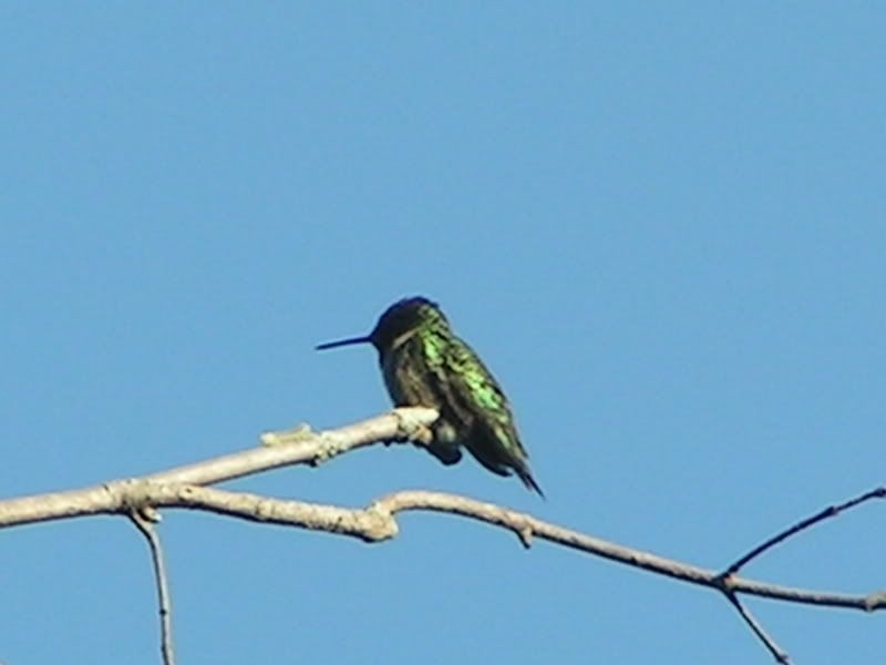 PICT0296.jpg
