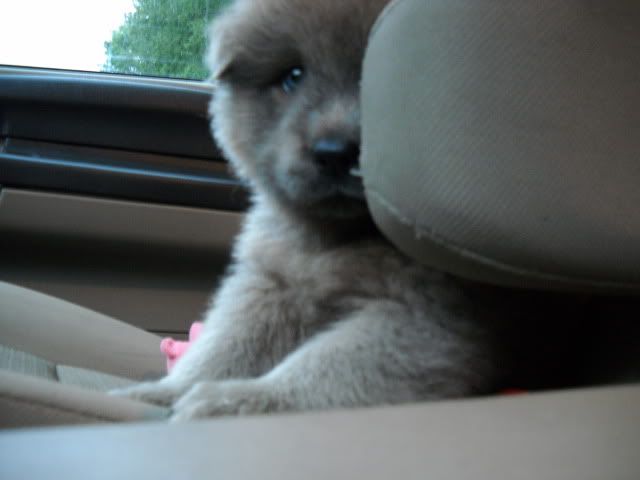 OK, Stop It!! - Goats