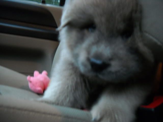 OK, Stop It!! - Goats