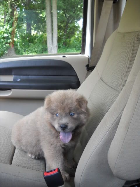 OK, Stop It!! - Goats