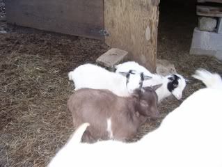 Look-alike goats - Goats