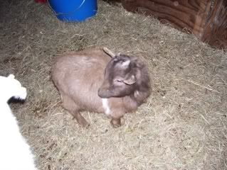 Look-alike goats - Goats