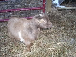 Look-alike goats - Goats